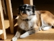 talli the dog